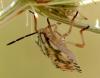 Carpocoris sp.